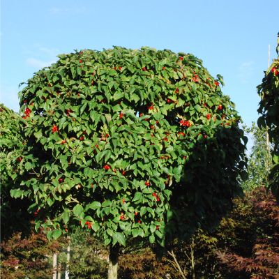 Barockgarten am Schloss Drottningholm in Schweden, umgeben von vierreihigen Kaiser-Linden, die von Lorenz von Ehren gezogen und 2008 geliefert wurden. Heute prägen sie majestätisch die Landschaft.